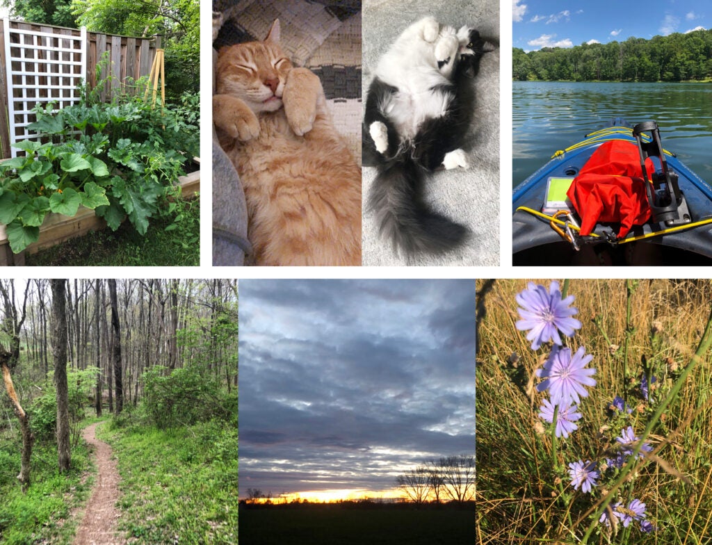 Seven pictures. Three are nature pictures from walks. One is of a backyard garden. Two are of cats. The last shows a kayak on a lake.